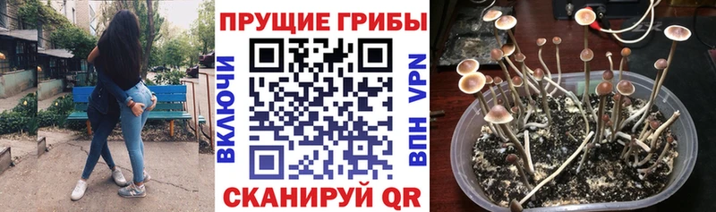 дарнет шоп  Дзержинский  Псилоцибиновые грибы GOLDEN TEACHER 